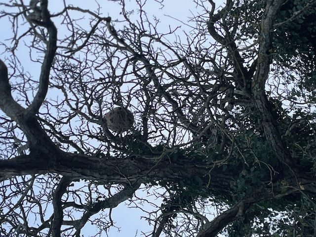 Photo du nid de frelon asiatique signalé à Châtellerault