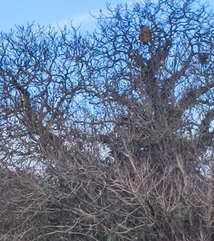 Photo du signalement #561