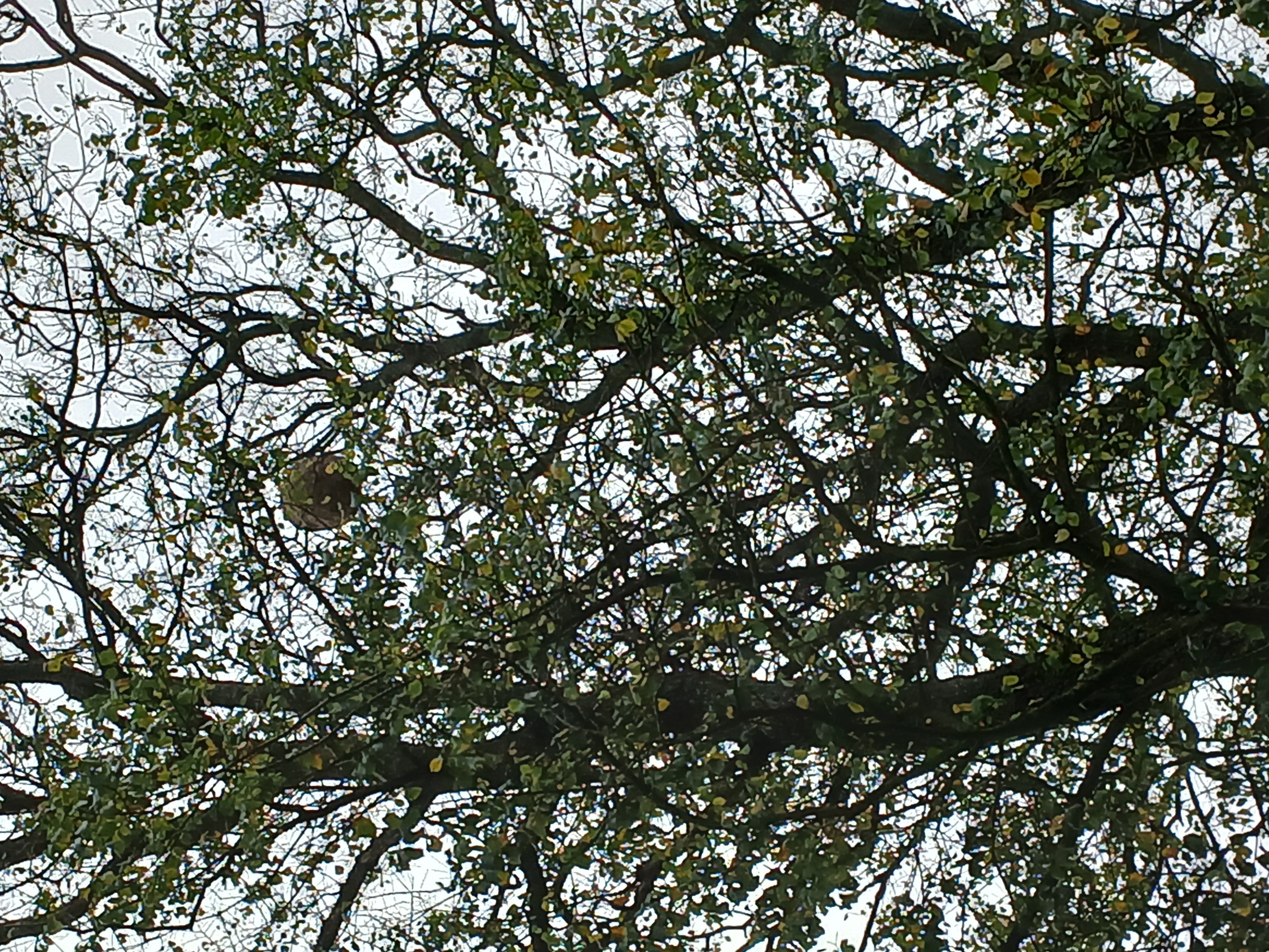 Photo du nid de frelon asiatique signalé à Gron