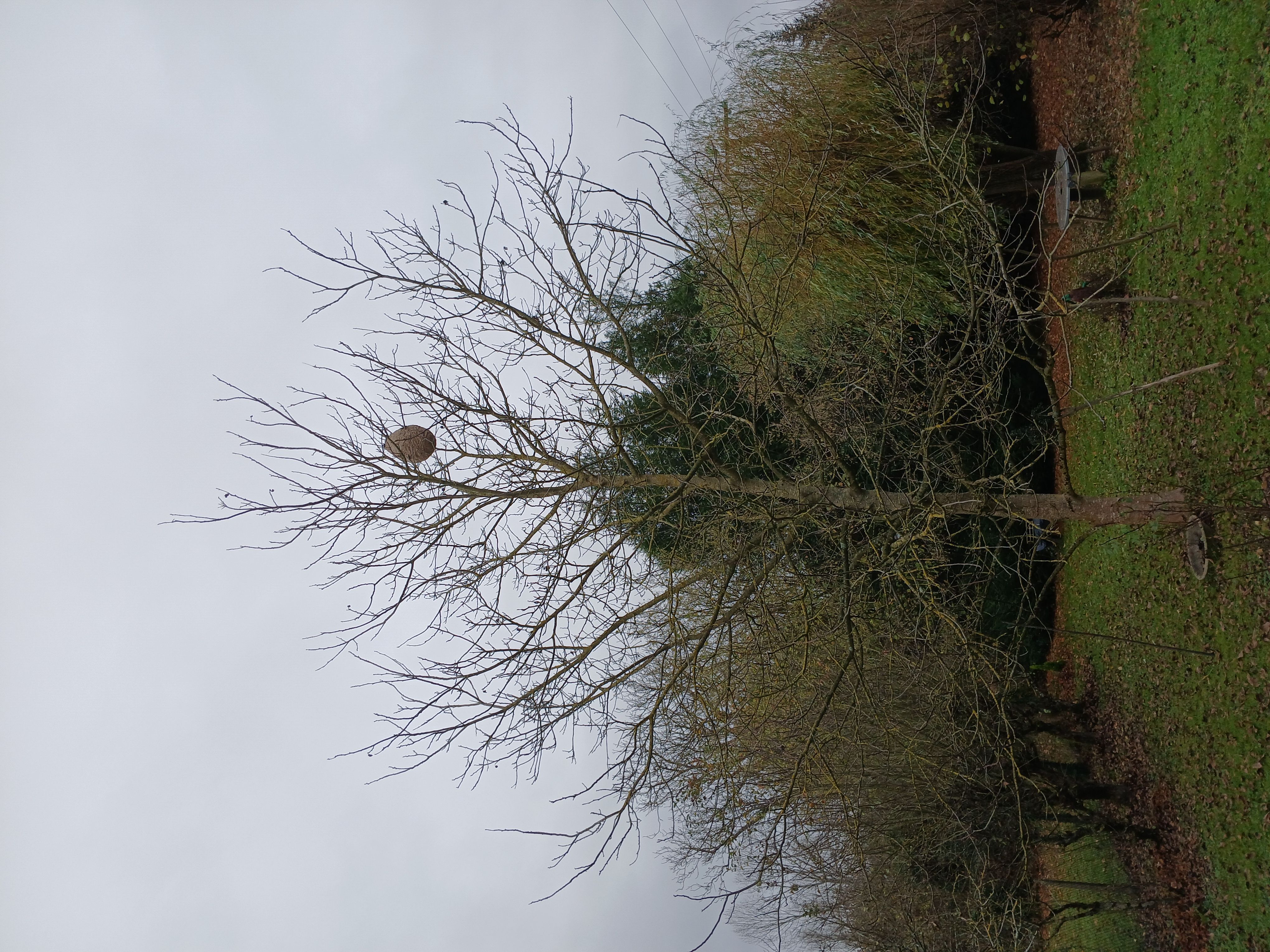 Photo du nid de frelon asiatique signalé à Étigny