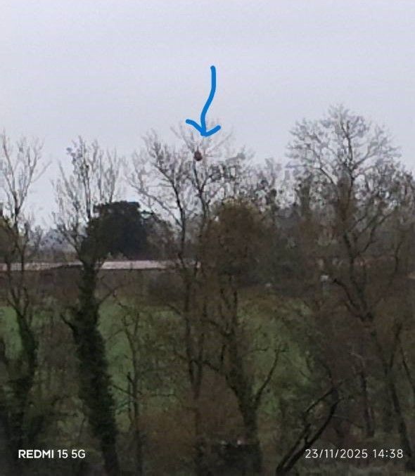 Photo du nid de frelon asiatique signalé à Châtellerault