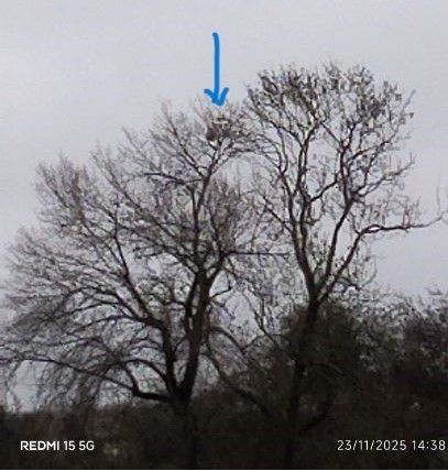 Photo du nid de frelon asiatique signalé à Châtellerault