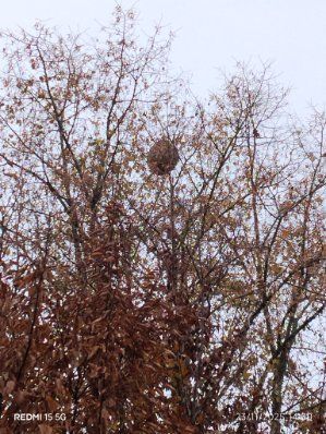 Photo du signalement #567