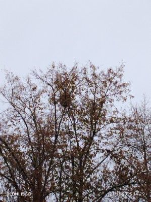 Photo du nid de frelon asiatique signalé à Châtellerault