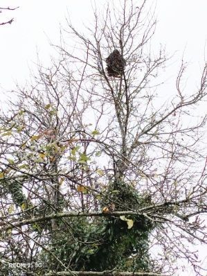 Photo du signalement #568