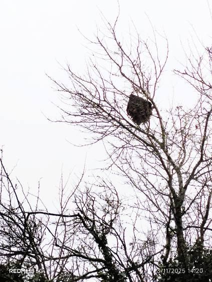 Photo du nid de frelon asiatique signalé à Châtellerault