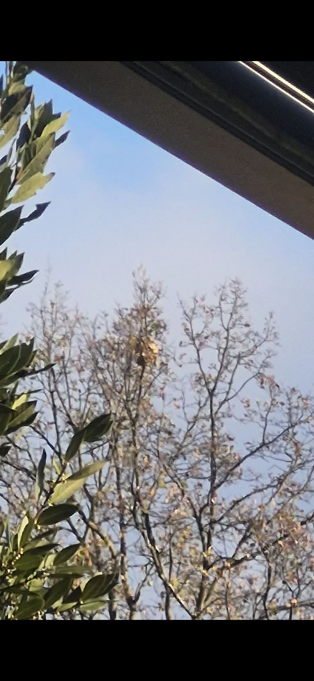 Photo du nid de frelon asiatique signalé à Ambierle