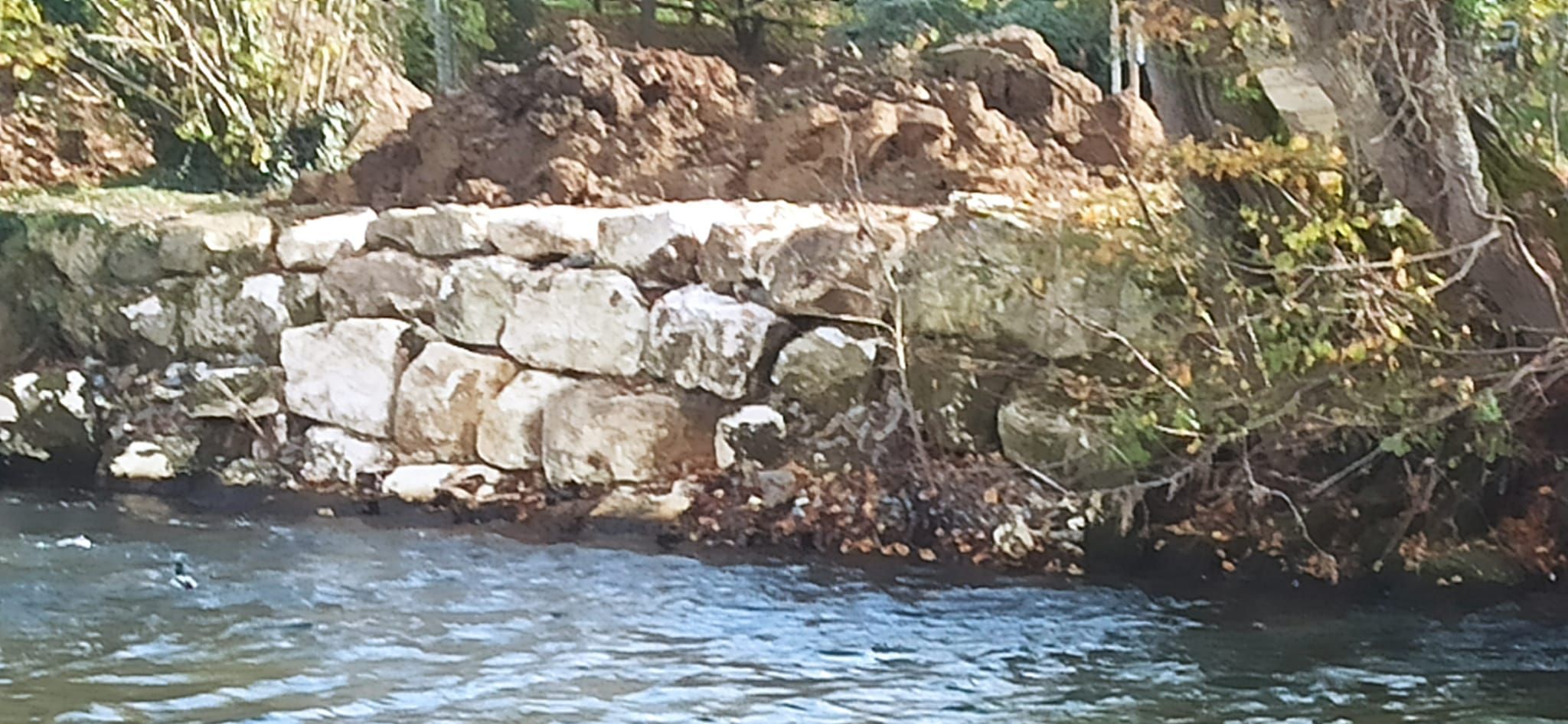 Photo du nid de frelon asiatique signalé à Chasseneuil-du-Poitou