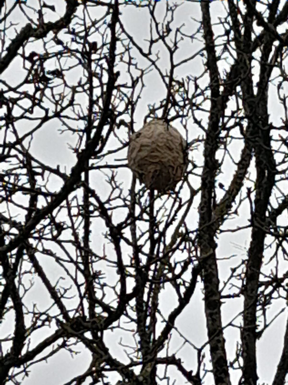 Photo du nid de frelon asiatique signalé à Jardres