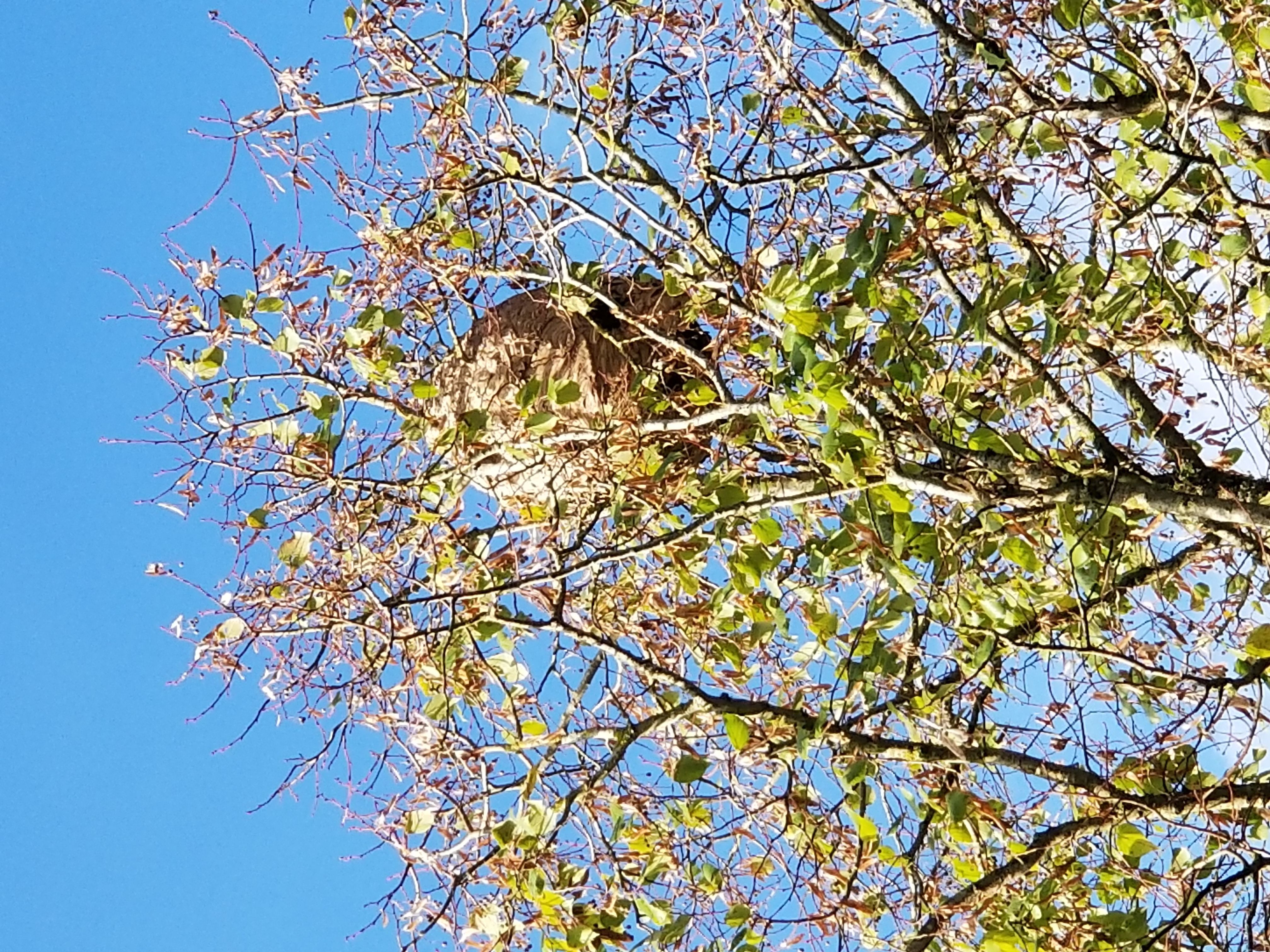 Photo du nid de frelon asiatique signalé à Louvières-en-Auge