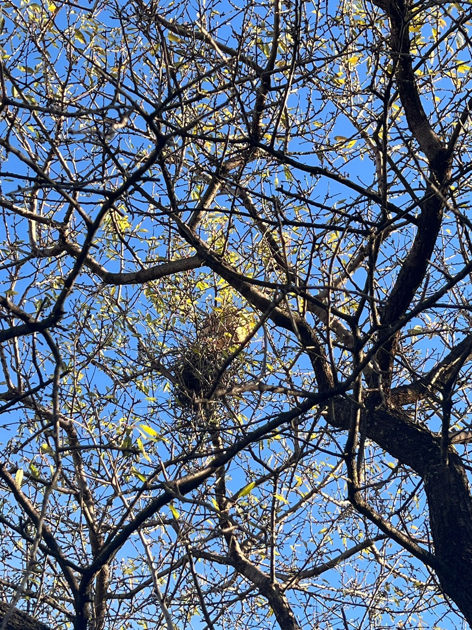 Photo du nid de frelon asiatique signalé à Draguignan