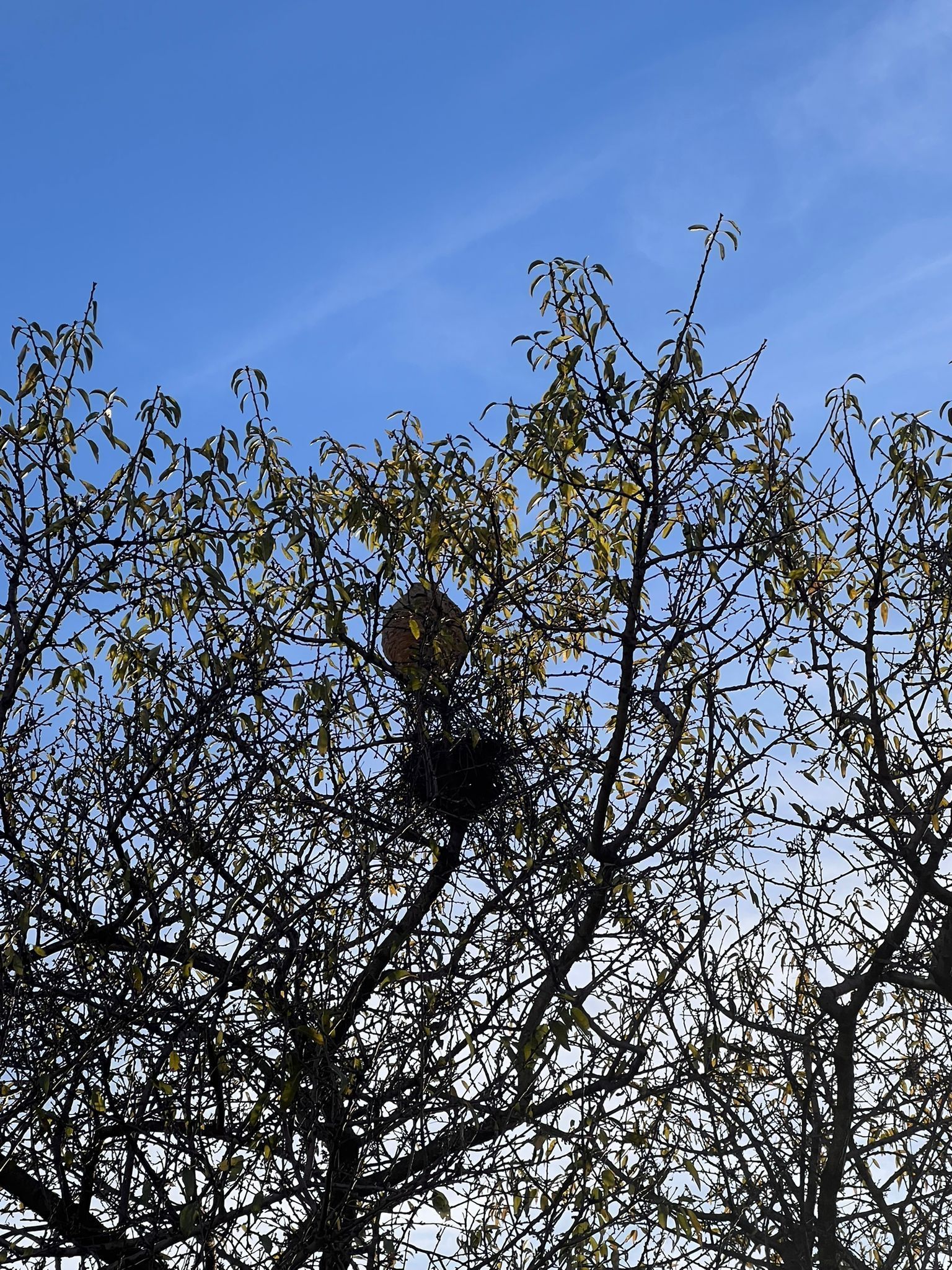 Photo du signalement #591