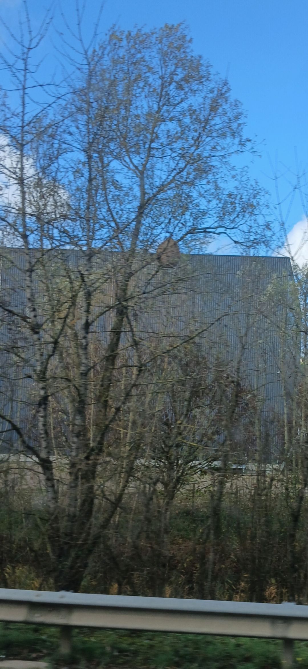 Photo du nid de frelon asiatique signalé à Gron