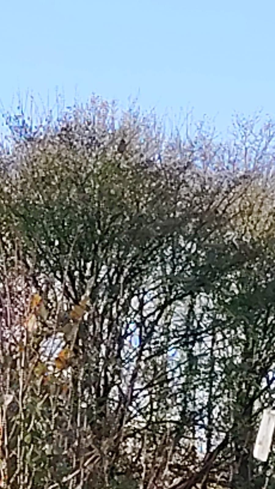 Photo du nid de frelon asiatique signalé à Laval