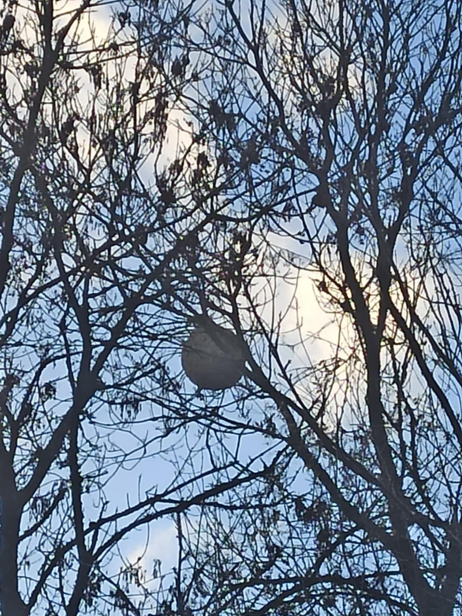 Photo du nid de frelon asiatique signalé à Saint-Étienne-de-Chigny