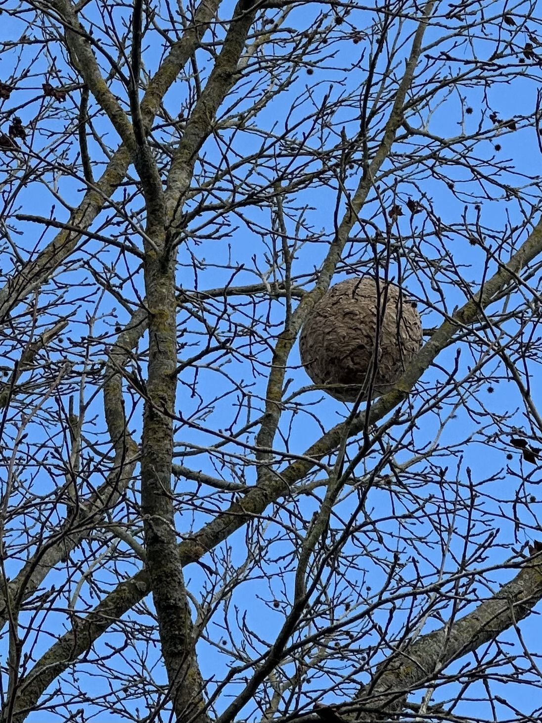 Photo du nid de frelon asiatique signalé à Magné