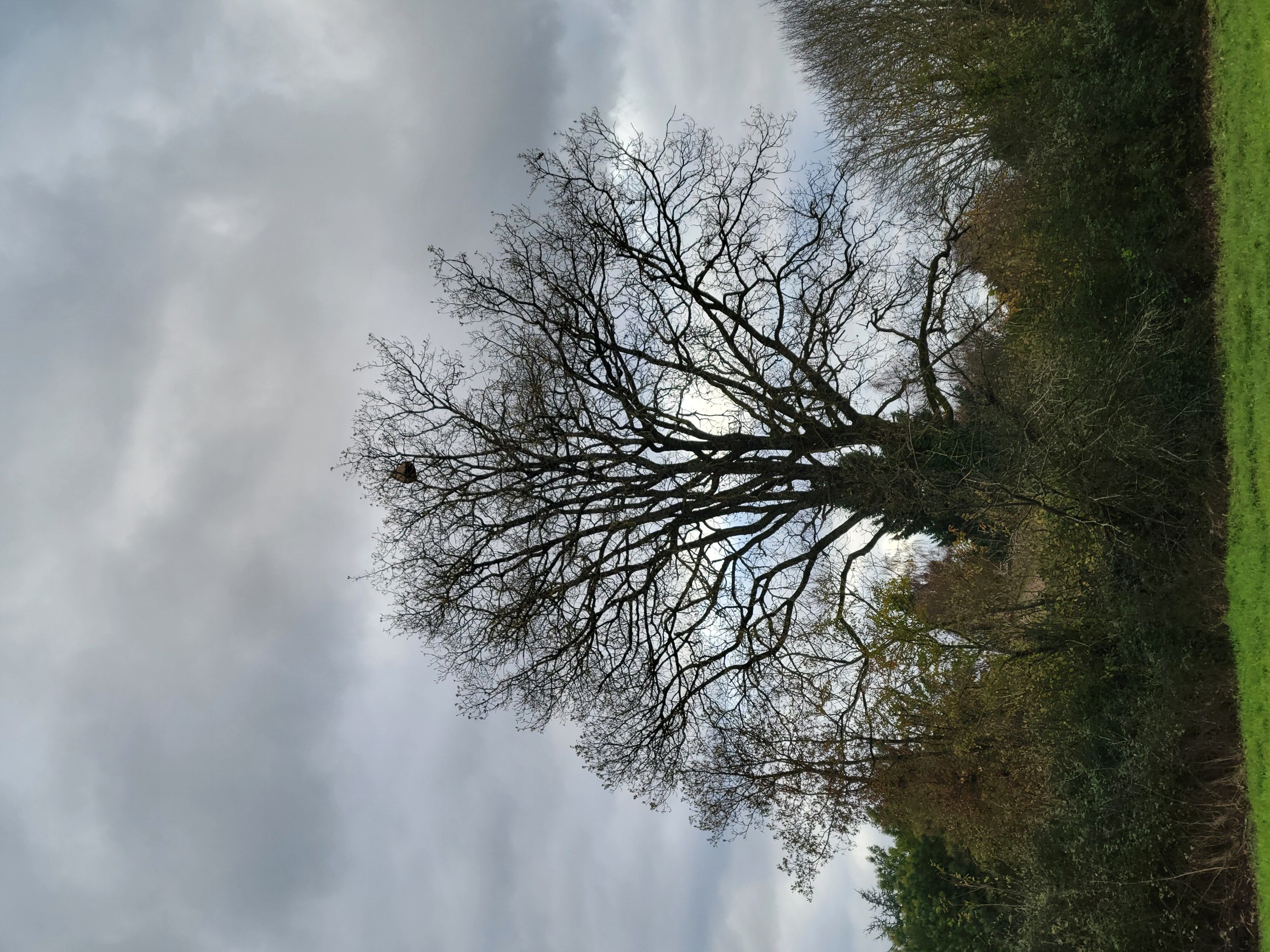 Photo du nid de frelon asiatique signalé à Jardres