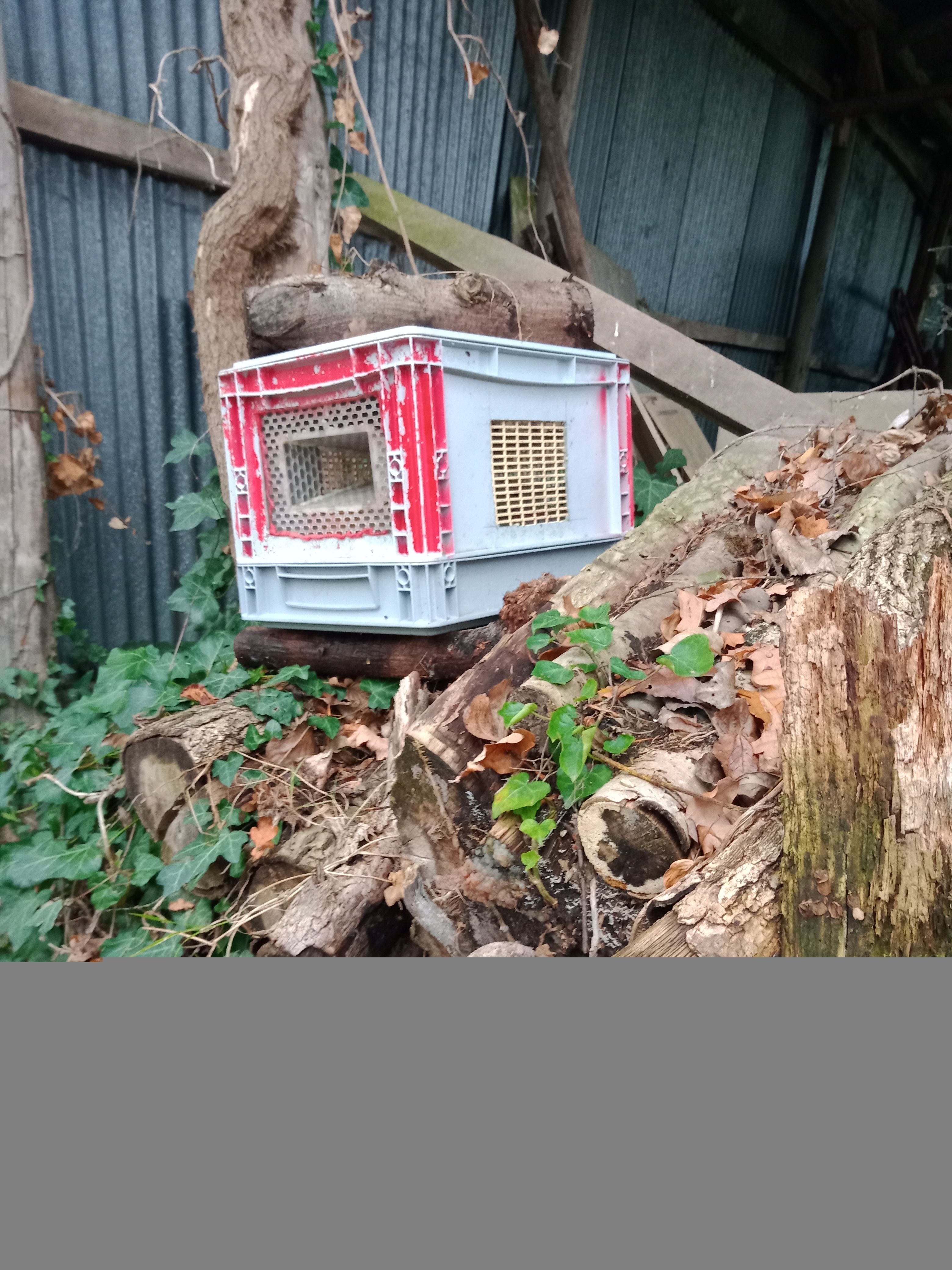 Photo du nid de frelon asiatique signalé à Vouneuil-sur-Vienne