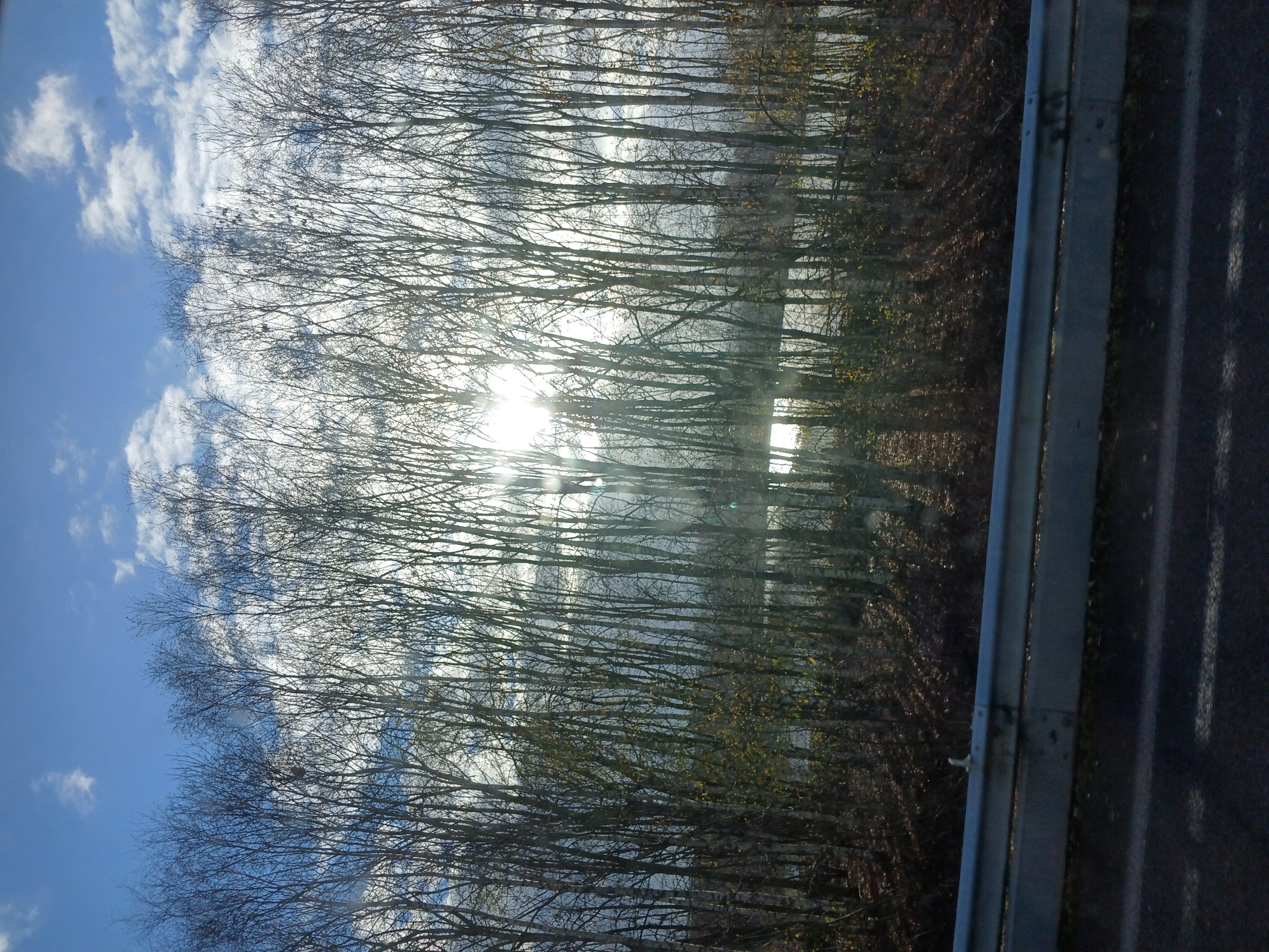 Photo du nid de frelon asiatique signalé à Réau