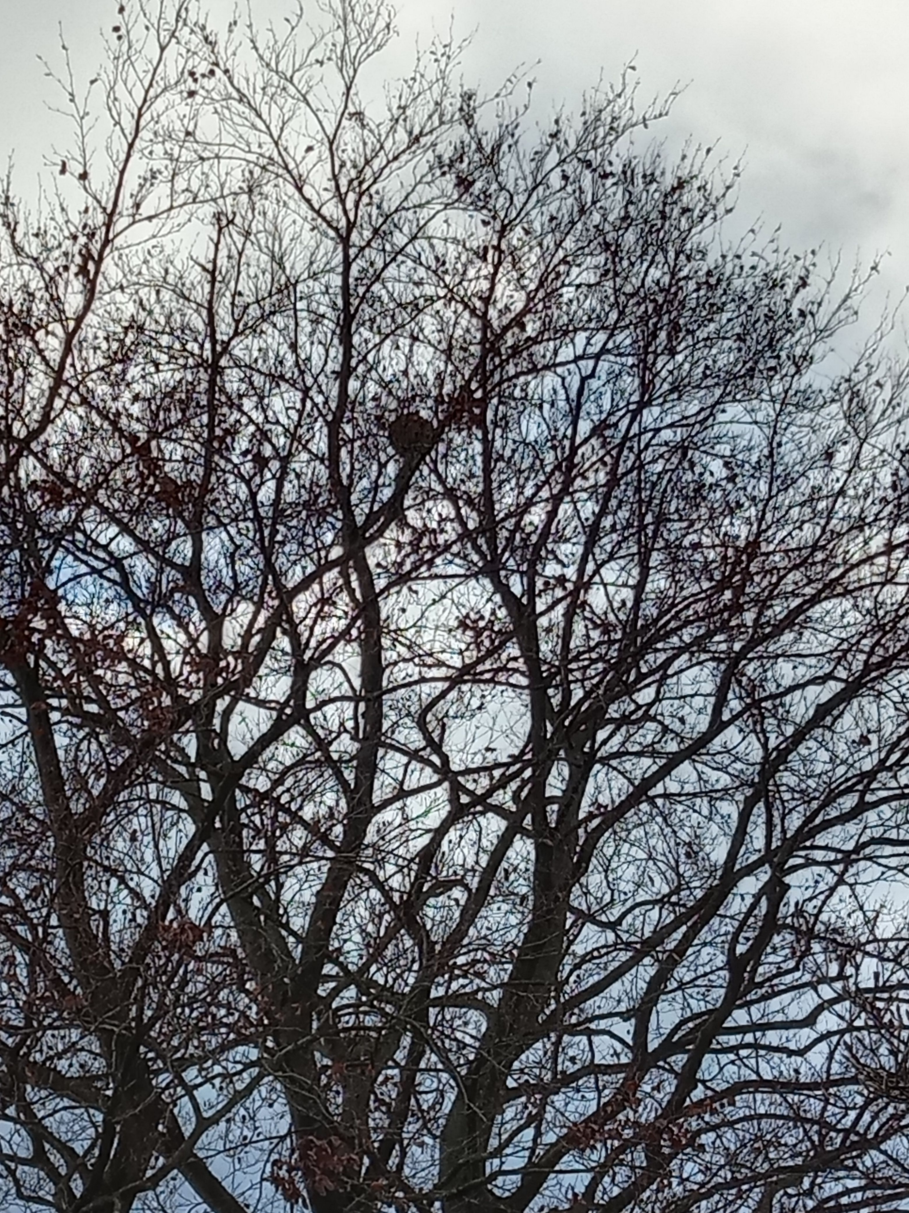 Photo du nid de frelon asiatique signalé à Colfontaine