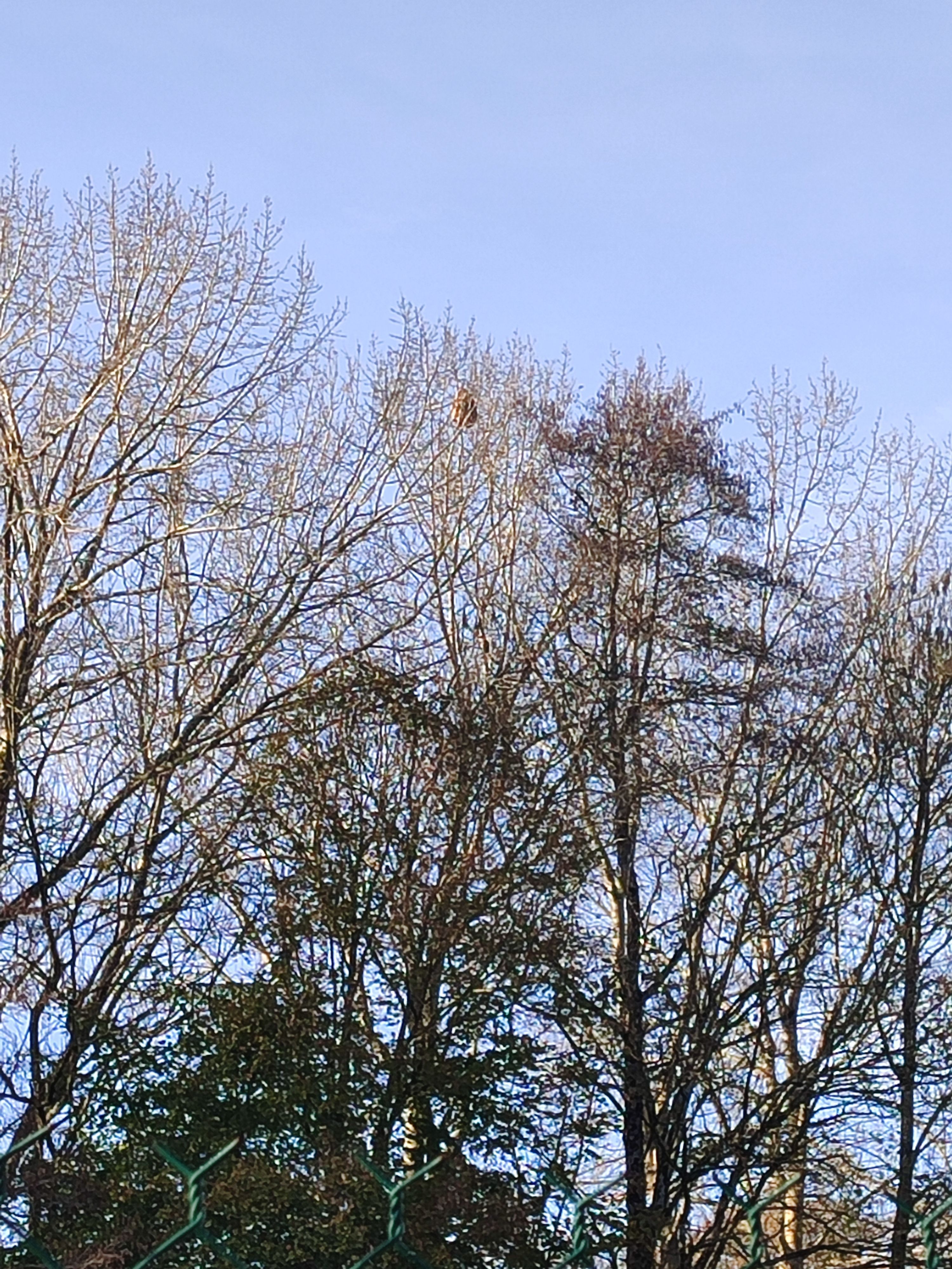 Photo du nid de frelon asiatique signalé à Forges-de-Lanouée