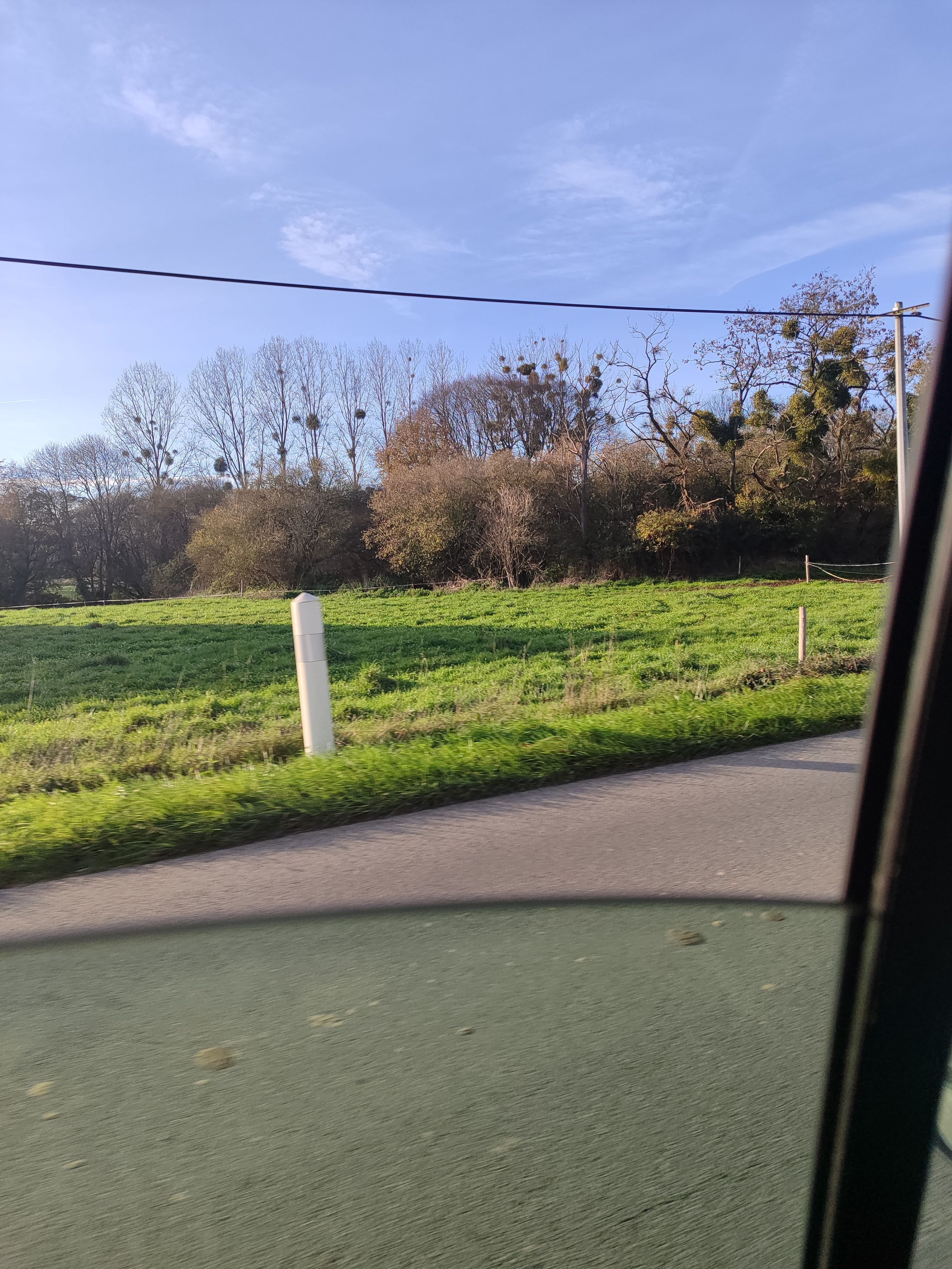 Photo du nid de frelon asiatique signalé à Forges-de-Lanouée