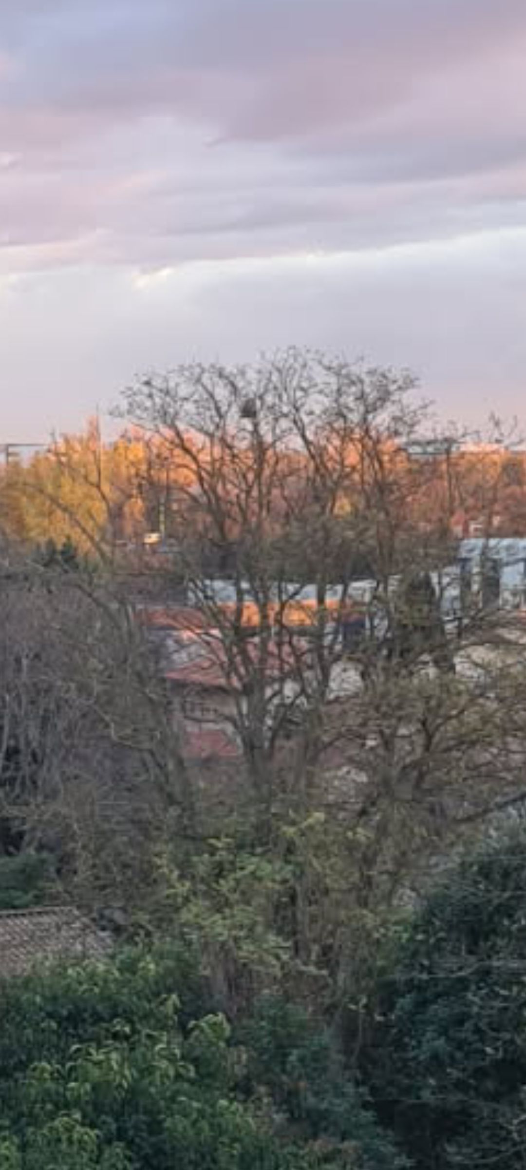 Photo du nid de frelon asiatique signalé à Toulouse
