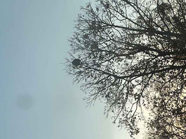 Photo du nid de frelon asiatique signalé à Châtellerault