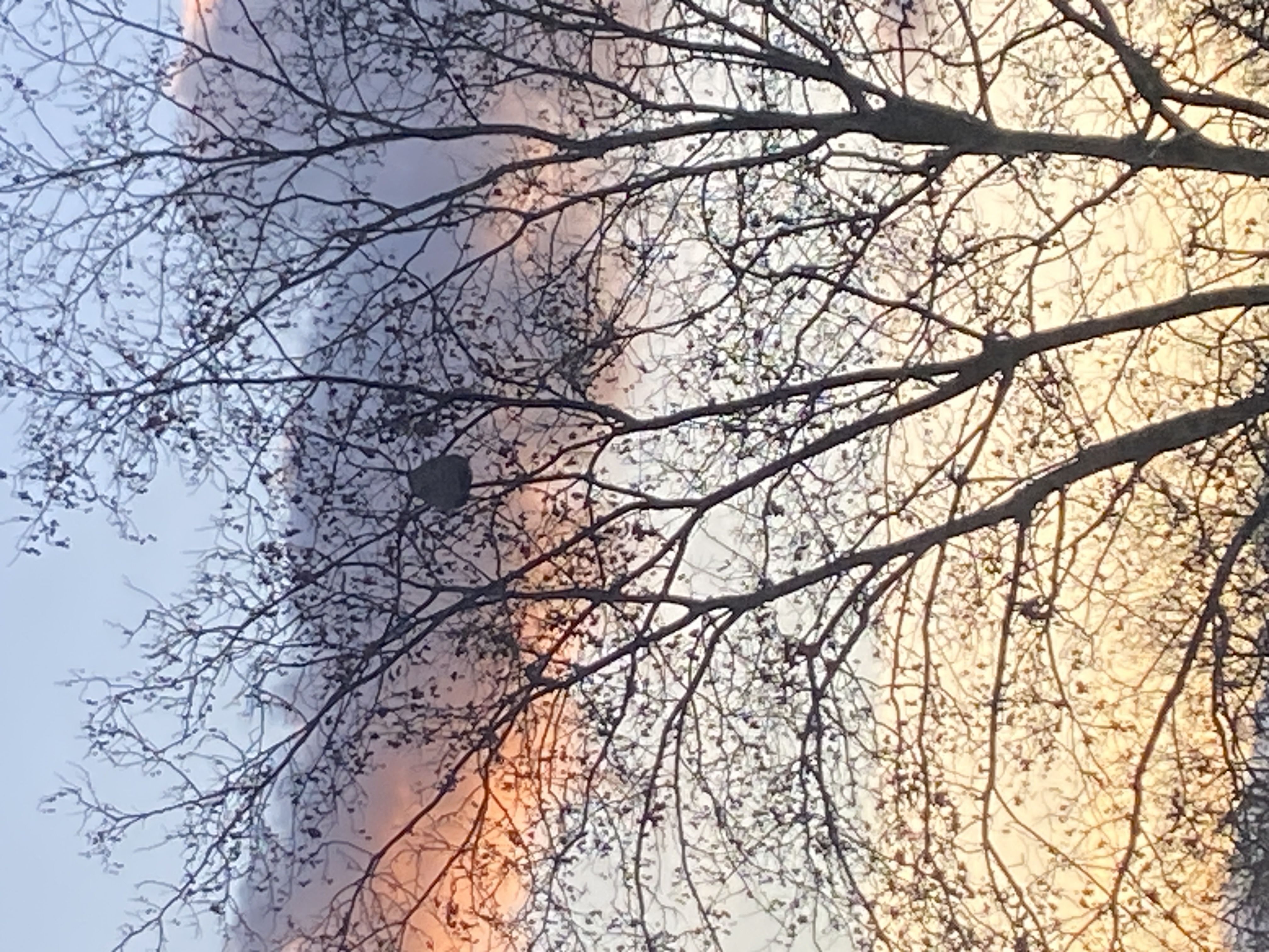 Photo du nid de frelon asiatique signalé à Darnétal