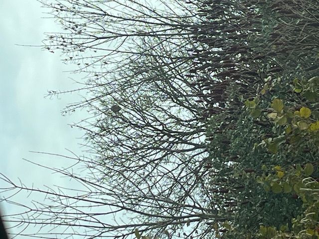 Photo du nid de frelon asiatique signalé à Beaumont Saint-Cyr