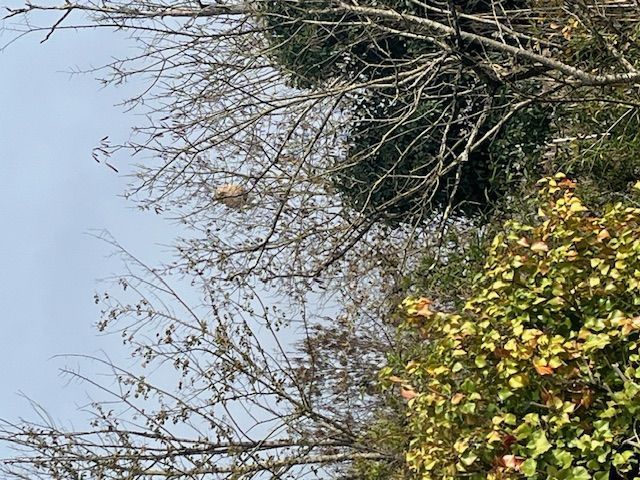 Photo du nid de frelon asiatique signalé à Châtellerault