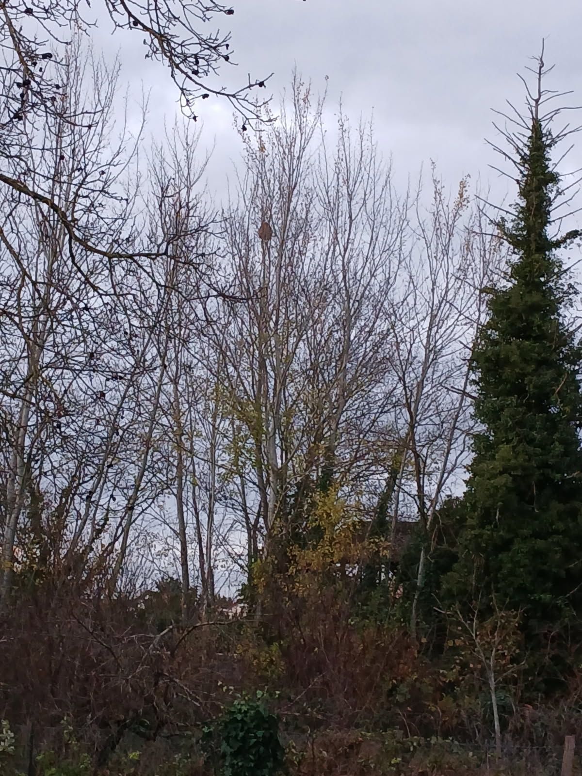 Photo du nid de frelon asiatique signalé à Sens