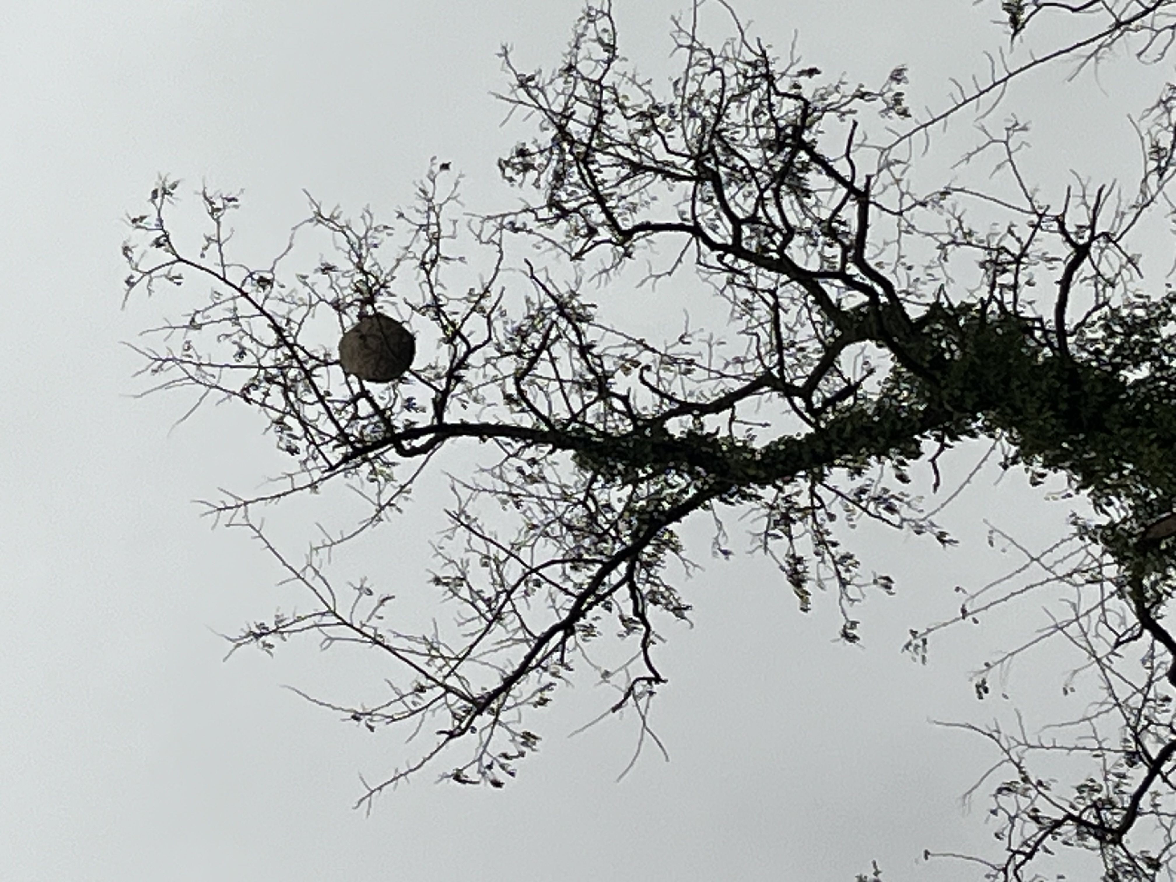 Photo du nid de frelon asiatique signalé à Charleville-Mézières