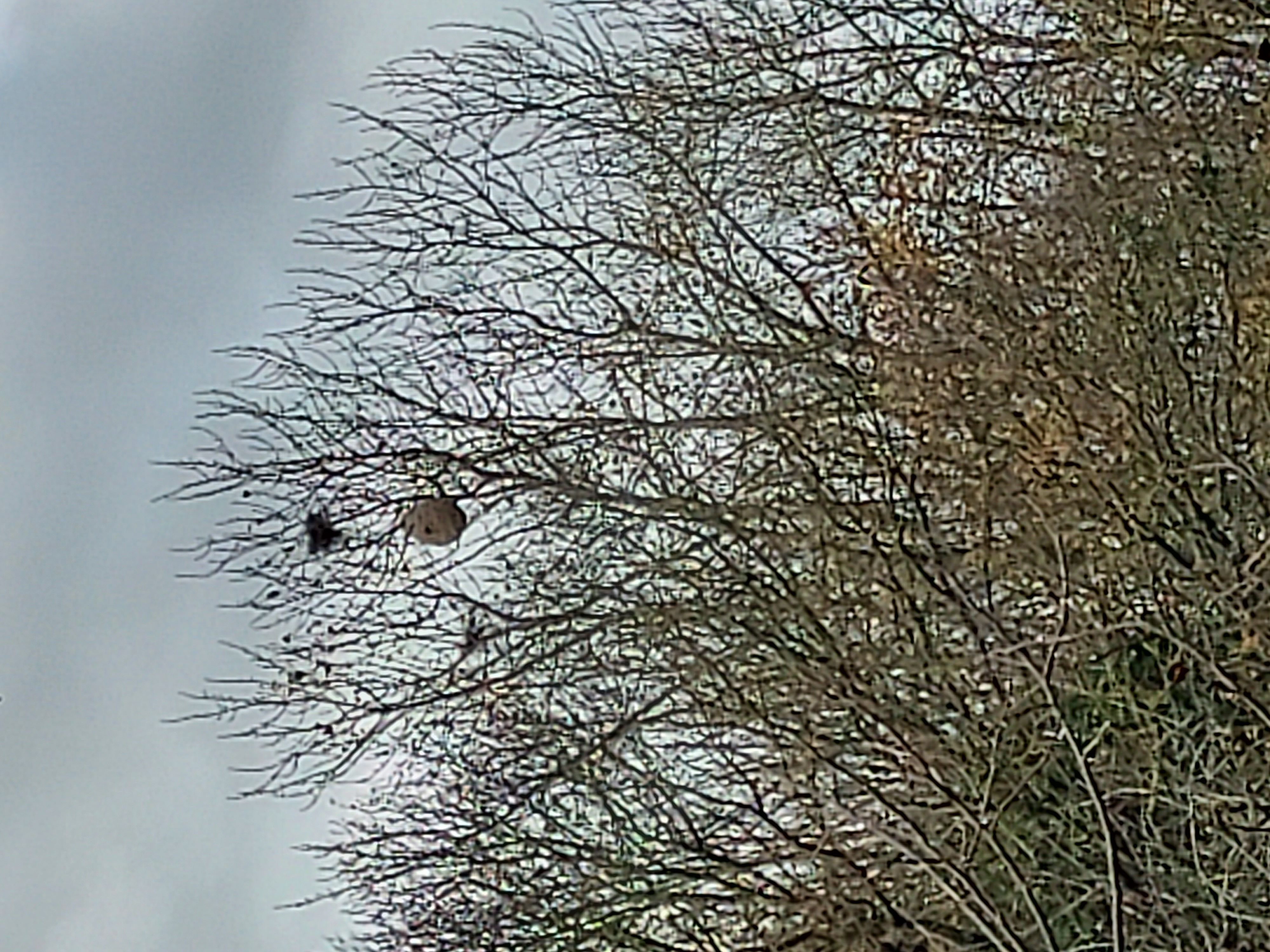 Photo du nid de frelon asiatique signalé à Erbrée