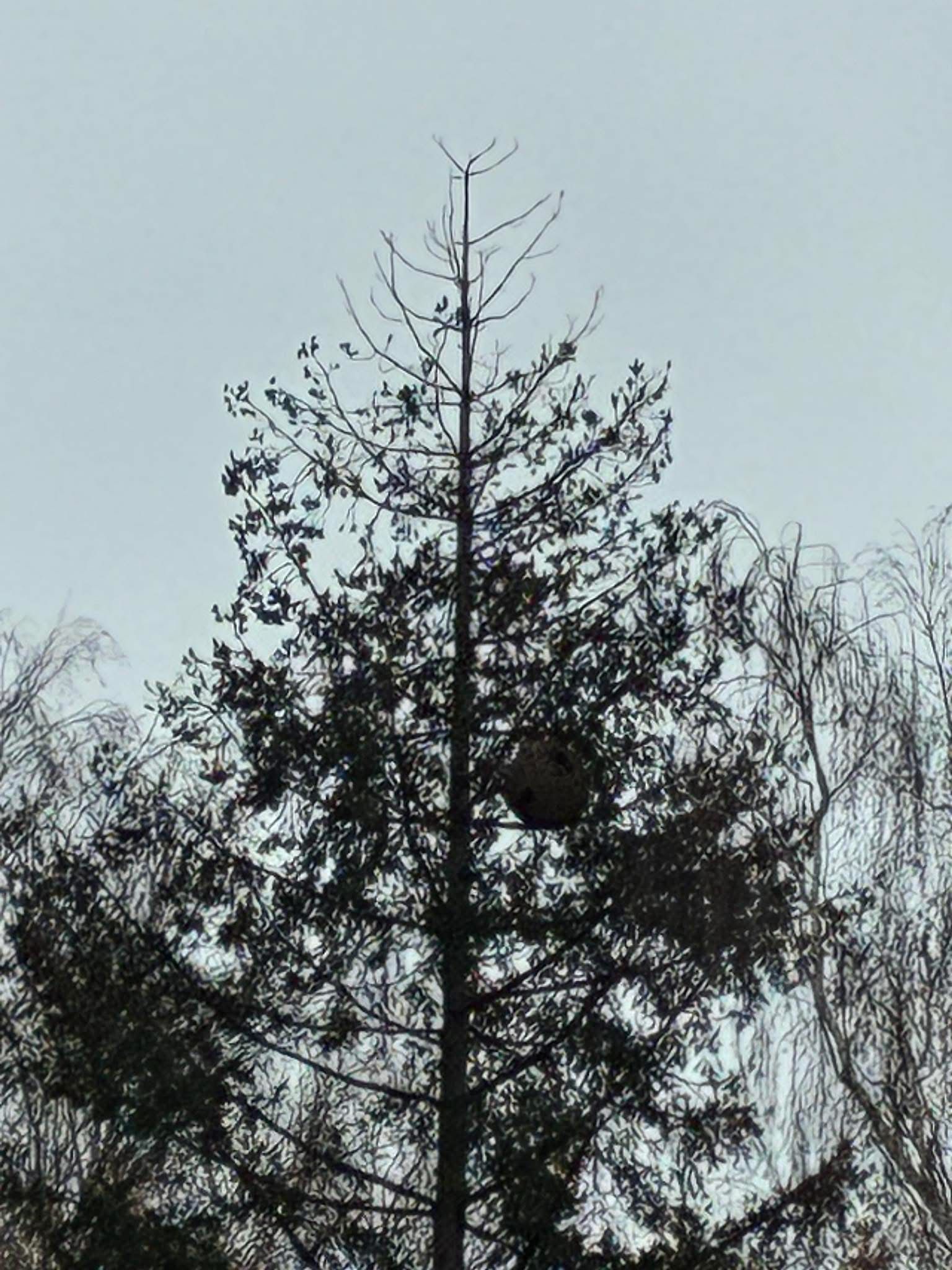 Photo du nid de frelon asiatique signalé à Charleville-Mézières