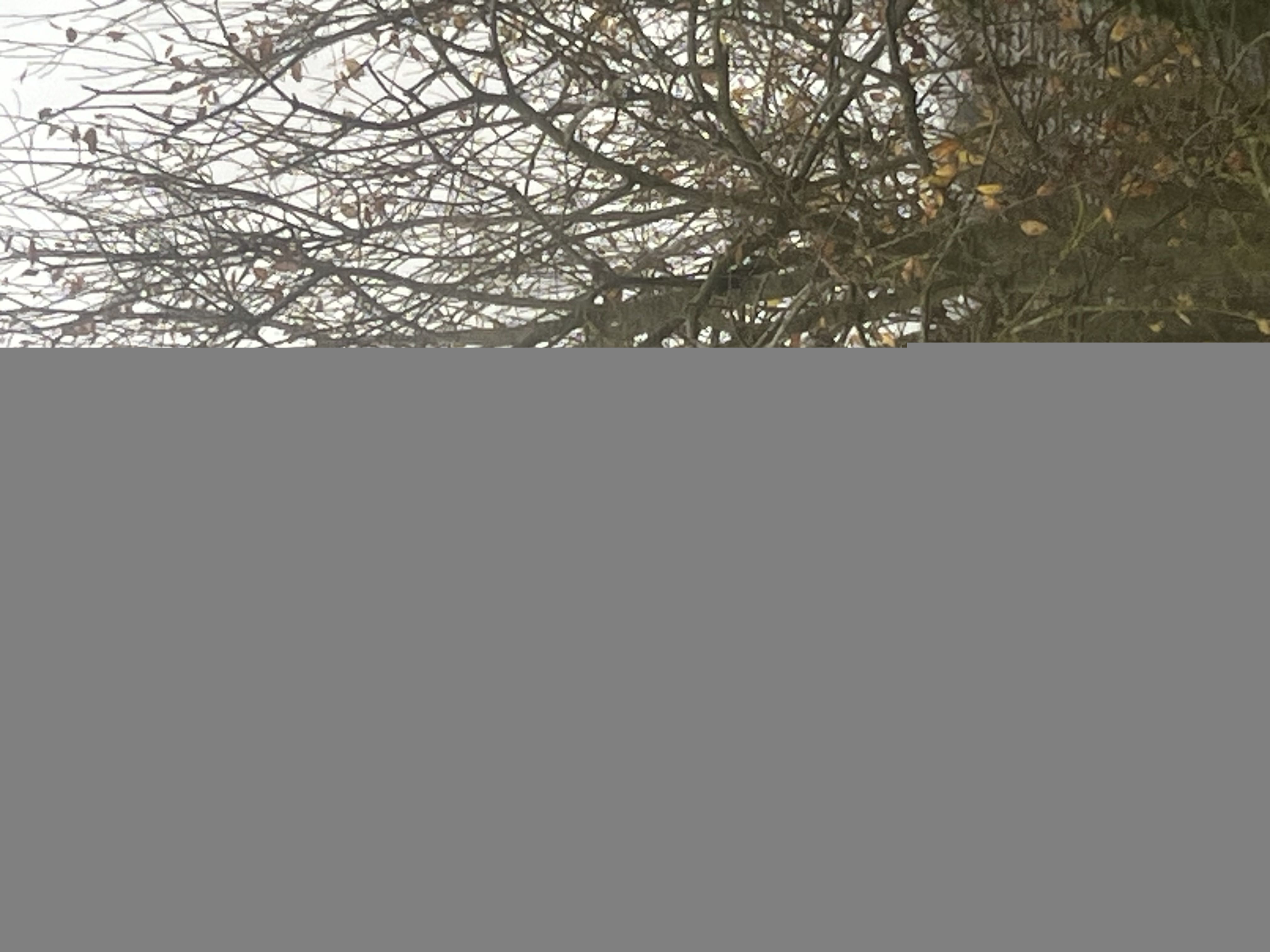 Photo du signalement #626