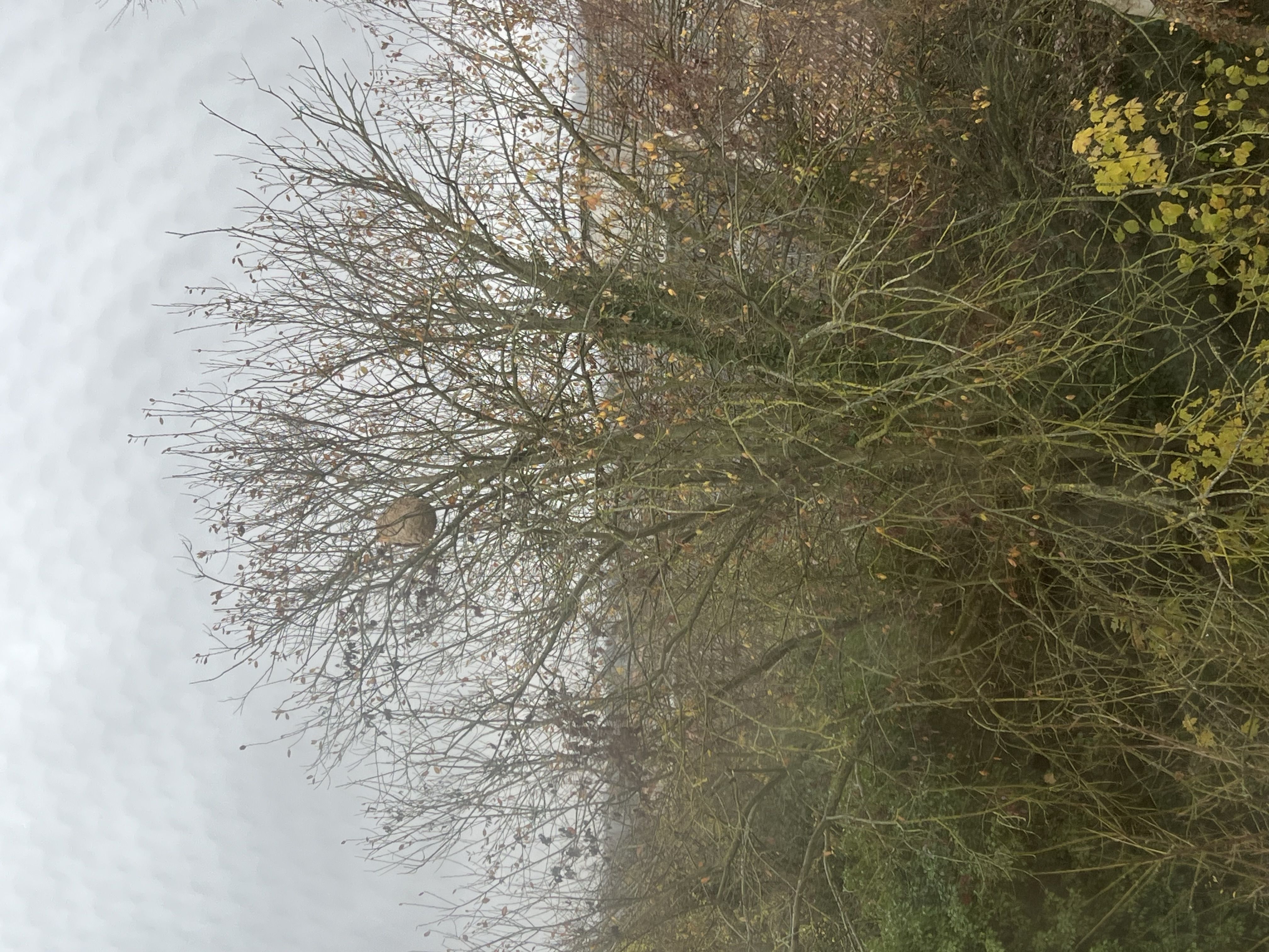 Photo du nid de frelon asiatique signalé à La Ville-du-Bois