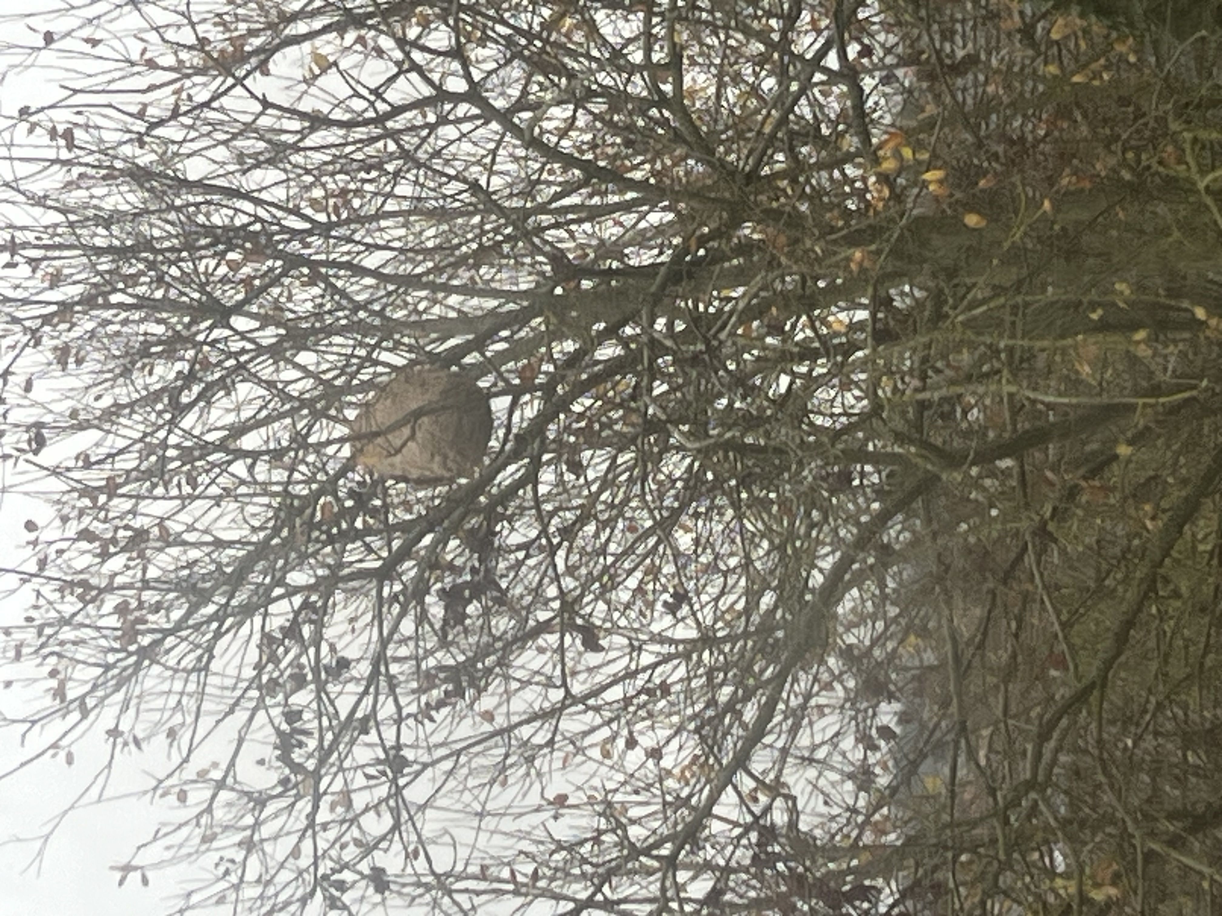 Photo du signalement #626