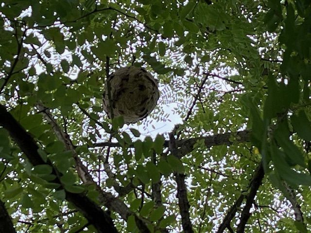 Photo du nid de frelon asiatique signalé à Beaumont Saint-Cyr