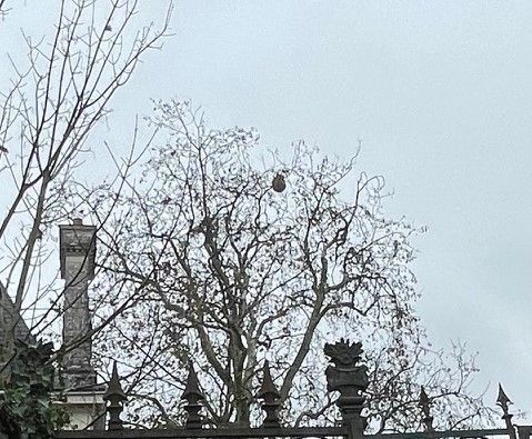 Photo du nid de frelon asiatique signalé à Châtellerault