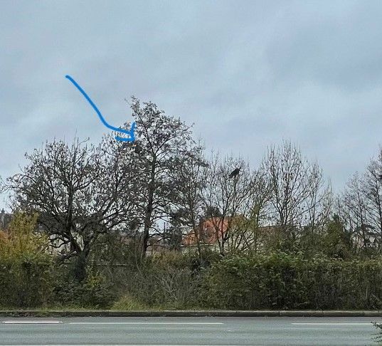 Photo du nid de frelon asiatique signalé à Châtellerault