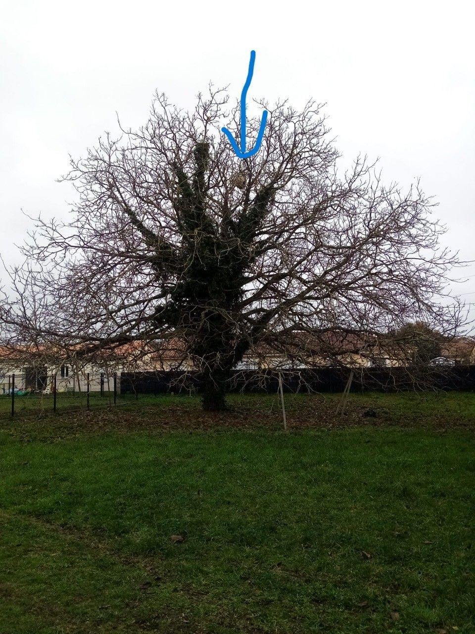 Photo du nid de frelon asiatique signalé à Naintré