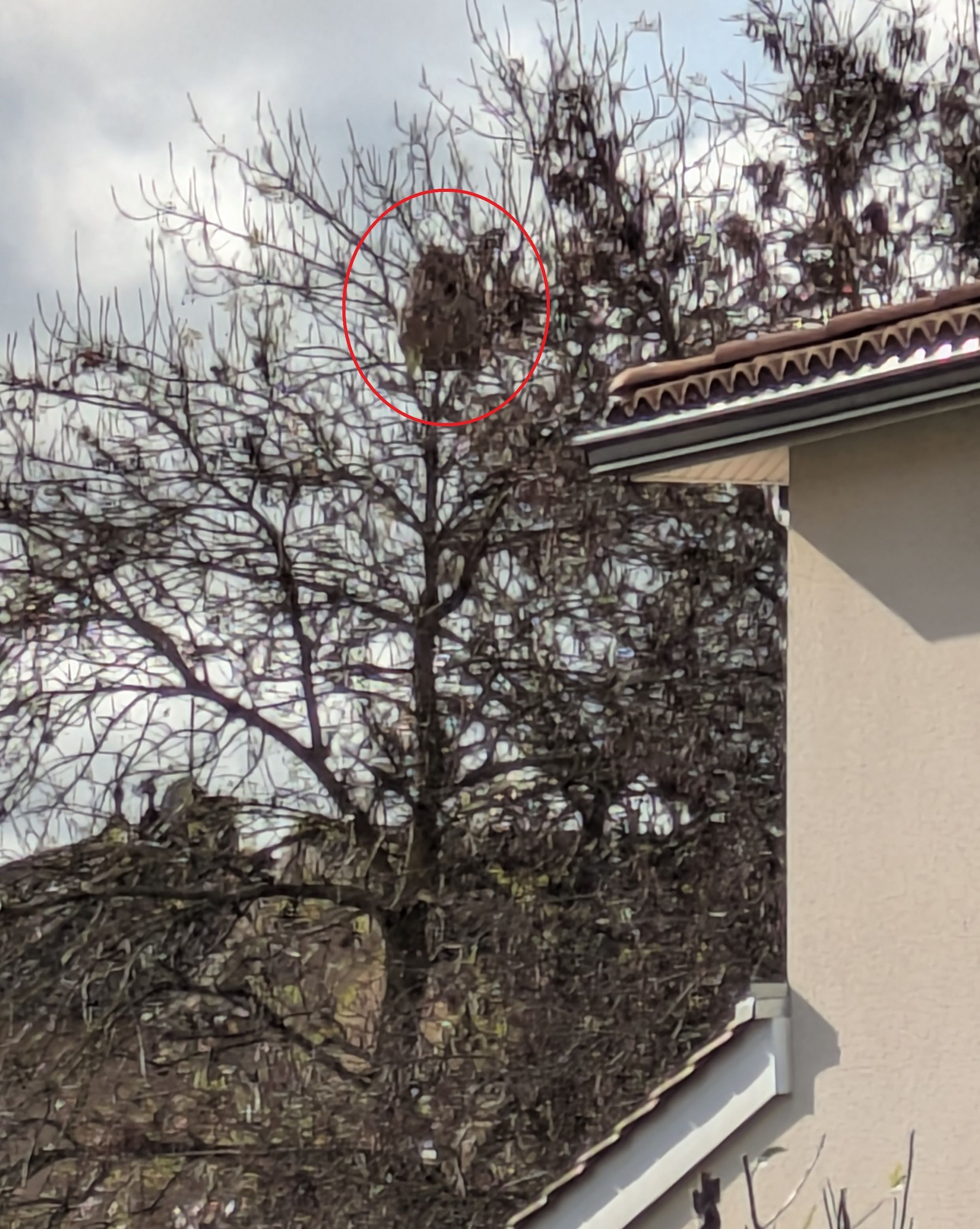 Photo du nid de frelon asiatique signalé à Beauzelle