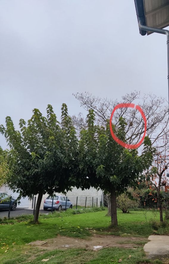 Photo du nid de frelon asiatique signalé à Vernet