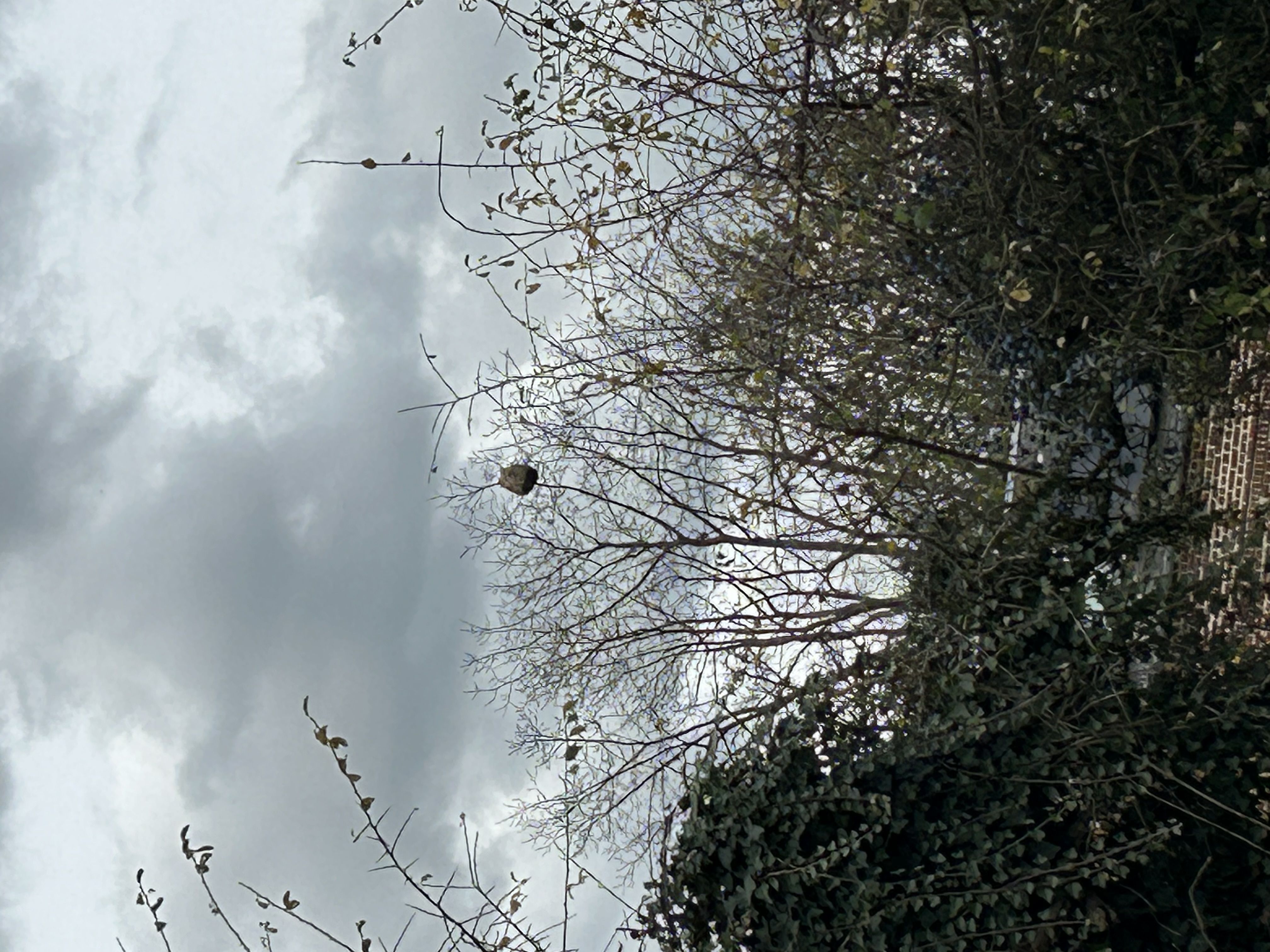 Photo du nid de frelon asiatique signalé à Hébuterne