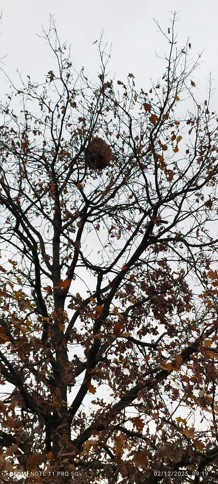 Photo du nid de frelon asiatique signalé à Boulogne-Billancourt
