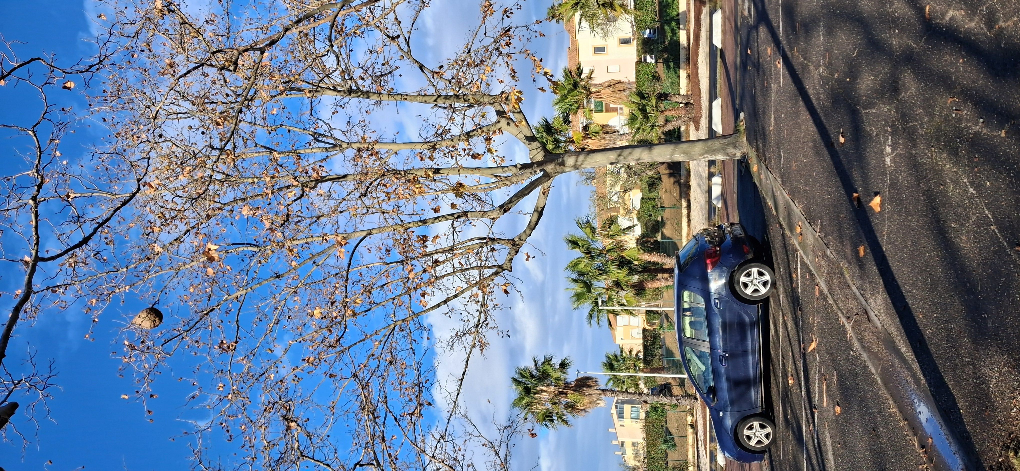 Photo du nid de frelon asiatique signalé à Agde