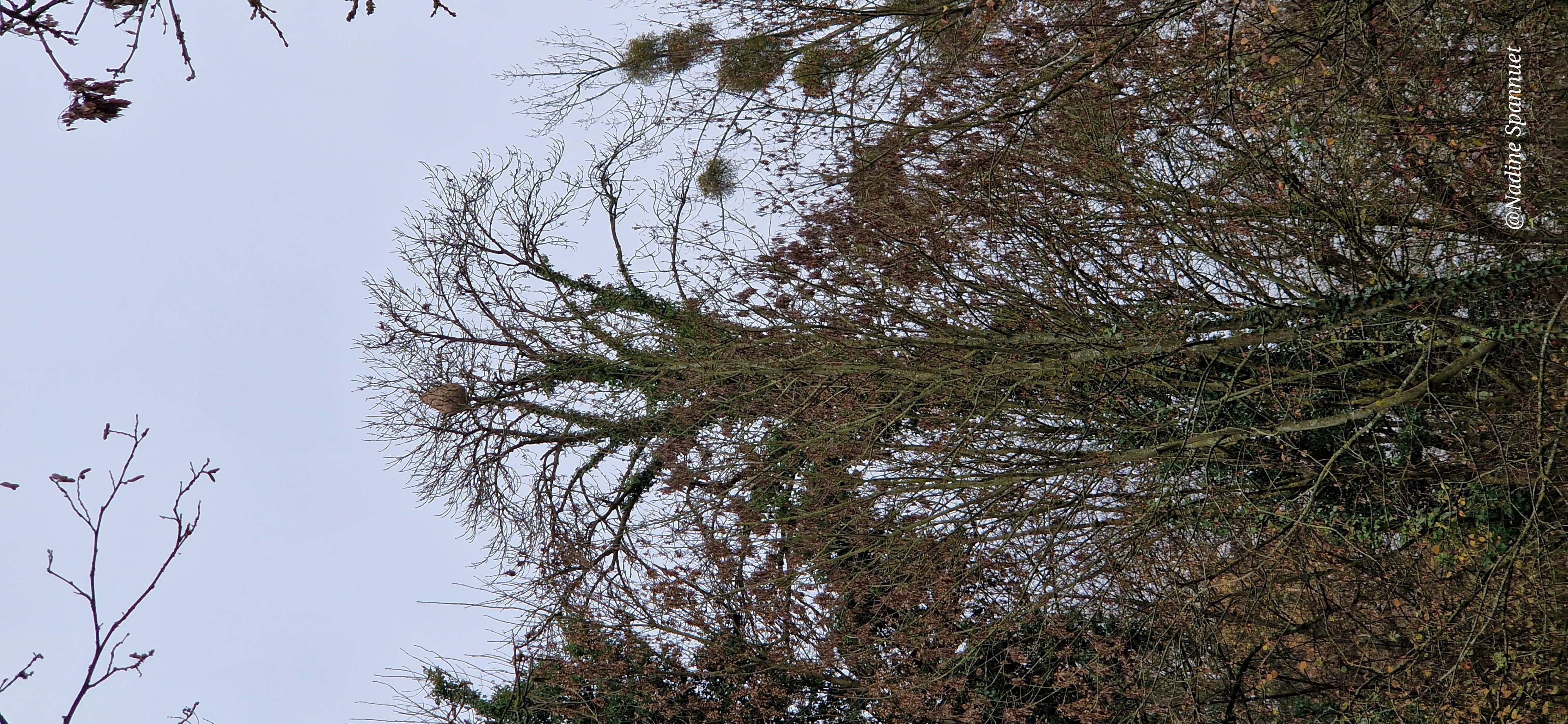 Photo du nid de frelon asiatique signalé à Chilleurs-aux-Bois