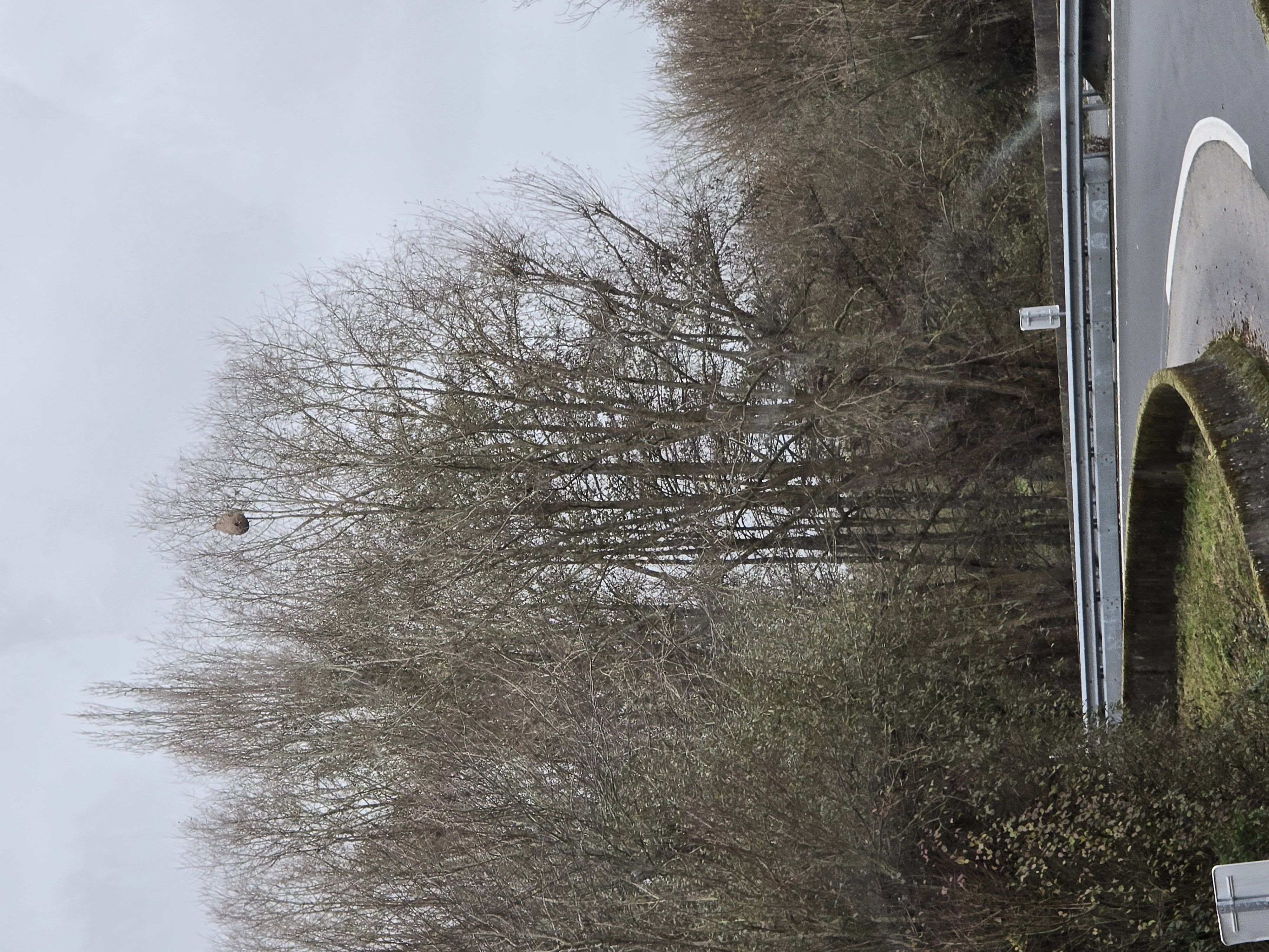Photo du nid de frelon asiatique signalé à Saint-Désir