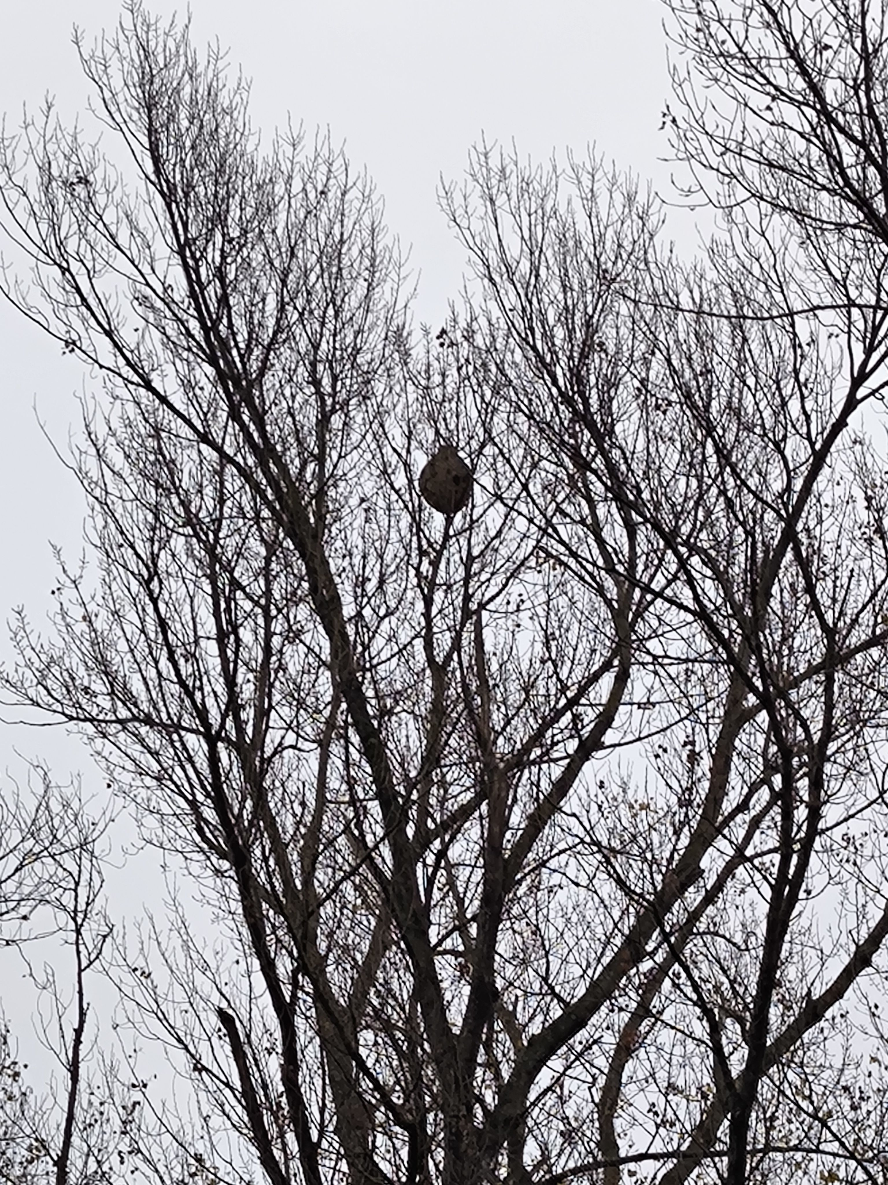 Photo du signalement #646